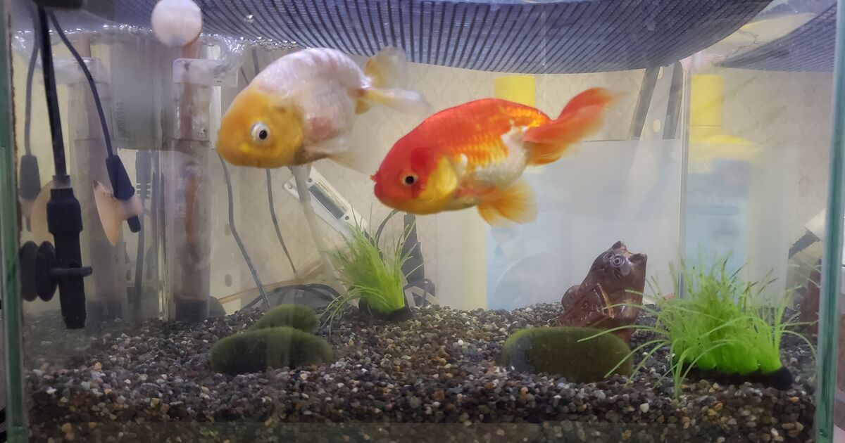 うちの金魚ちゃん 金魚ちゃん 岡山のリラクゼーションサロン こあらさんの手もみサロンからの耳より情報